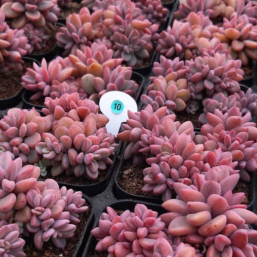 Echeveria cv Rezry Clusters, (Random) – Cedar Creek Farmhouse