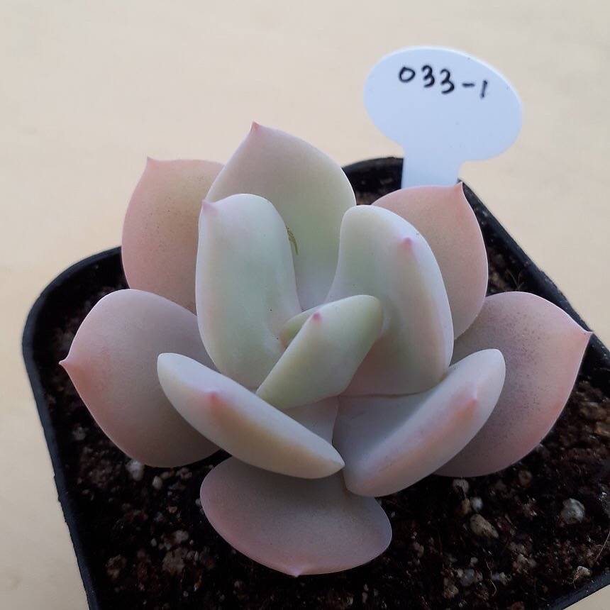 PRESALE Echeveria 'White Bar,' (Random)