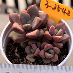 Graptoveria Hybrid