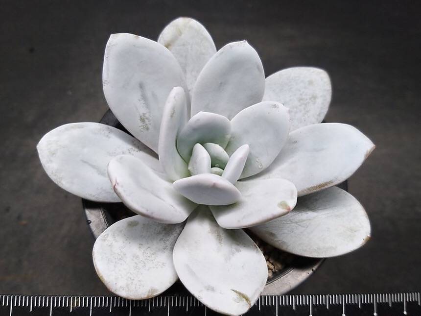 PRESALE Echeveria Lauii, (Random)