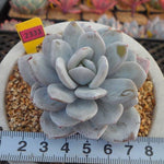 Echeveria Lauii, (Random)