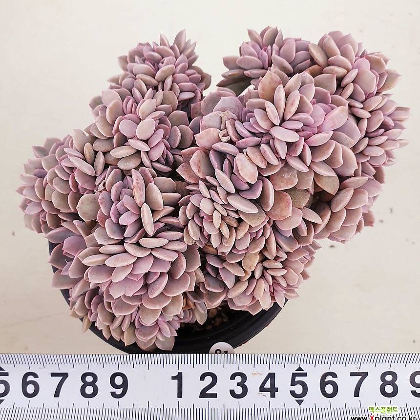 PRESALE Echeveria Debbie Cristata, (Not so Random)