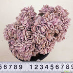 PRESALE Echeveria Debbie Cristata, (Not so Random)