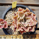PRESALE Echeveria Peacockii Sp., (Not so Random)