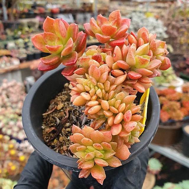 orange sedum succulent Sedum Cuspidatum – Cedar Creek Farmhouse