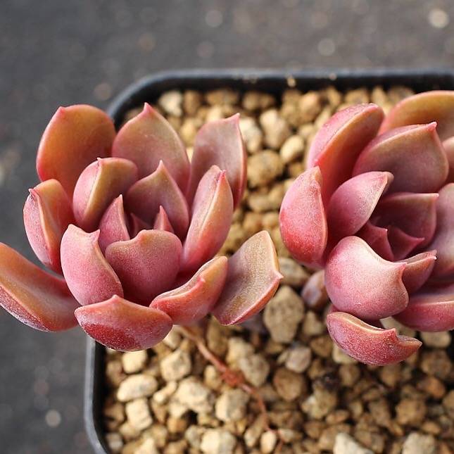 PRESALE Echeveria 'Mina'