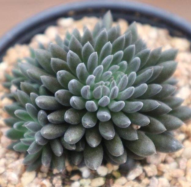 Sinocrassula Yunnanensis, (Random)