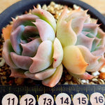 PRESALE Echeveria Rosanna, Double, (Random)