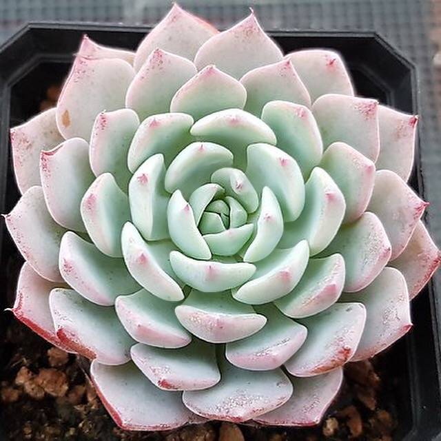 Echeveria Caribbean Blue, (Random)