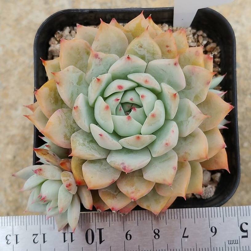 Echeveria Prism, (Random)