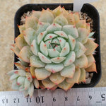 Echeveria Prism, (Random)