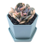 3.5" Chive Hexi Pot- Green
