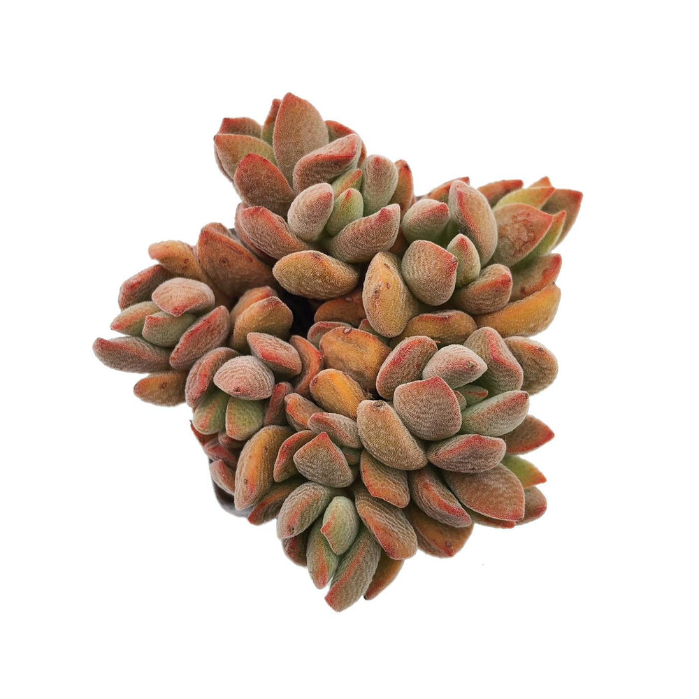 Crassula Ausensis Sp., (Exact Plant)