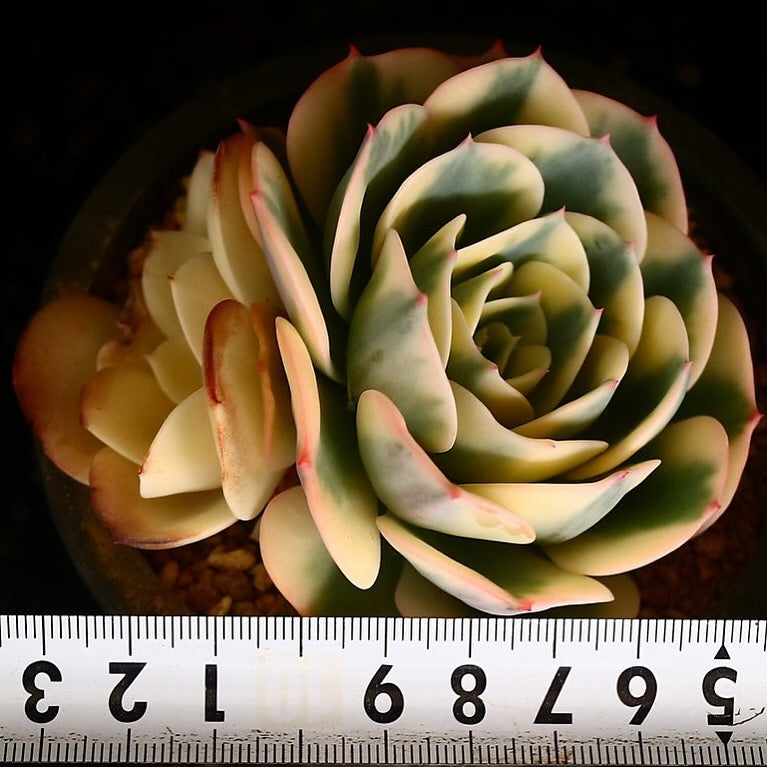 PRESALE Echeveria Lenore Dean, (Random)