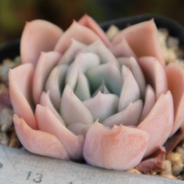 PRESALE Echeveria Jocelyn's Joy, (Random)