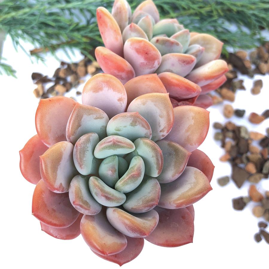 ice cream succulent Echeveria Ice Cream