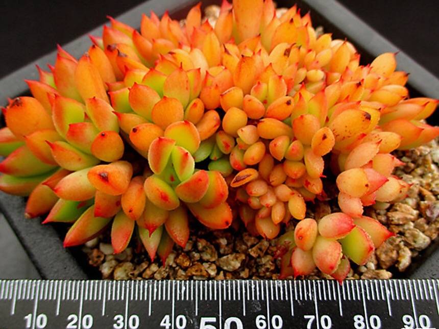 PRESALE Echeveria Memory Cristata, (Random)