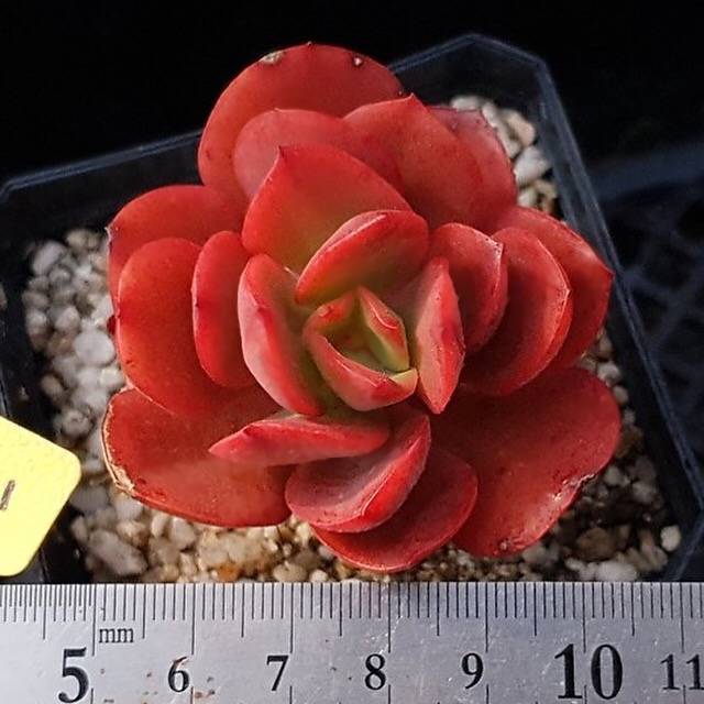 PRESALE Echeveria Jyulia, (Random)