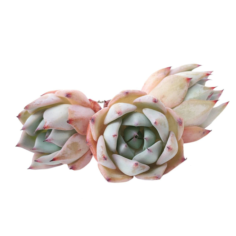 Echeveria Largea, Random, (Video)