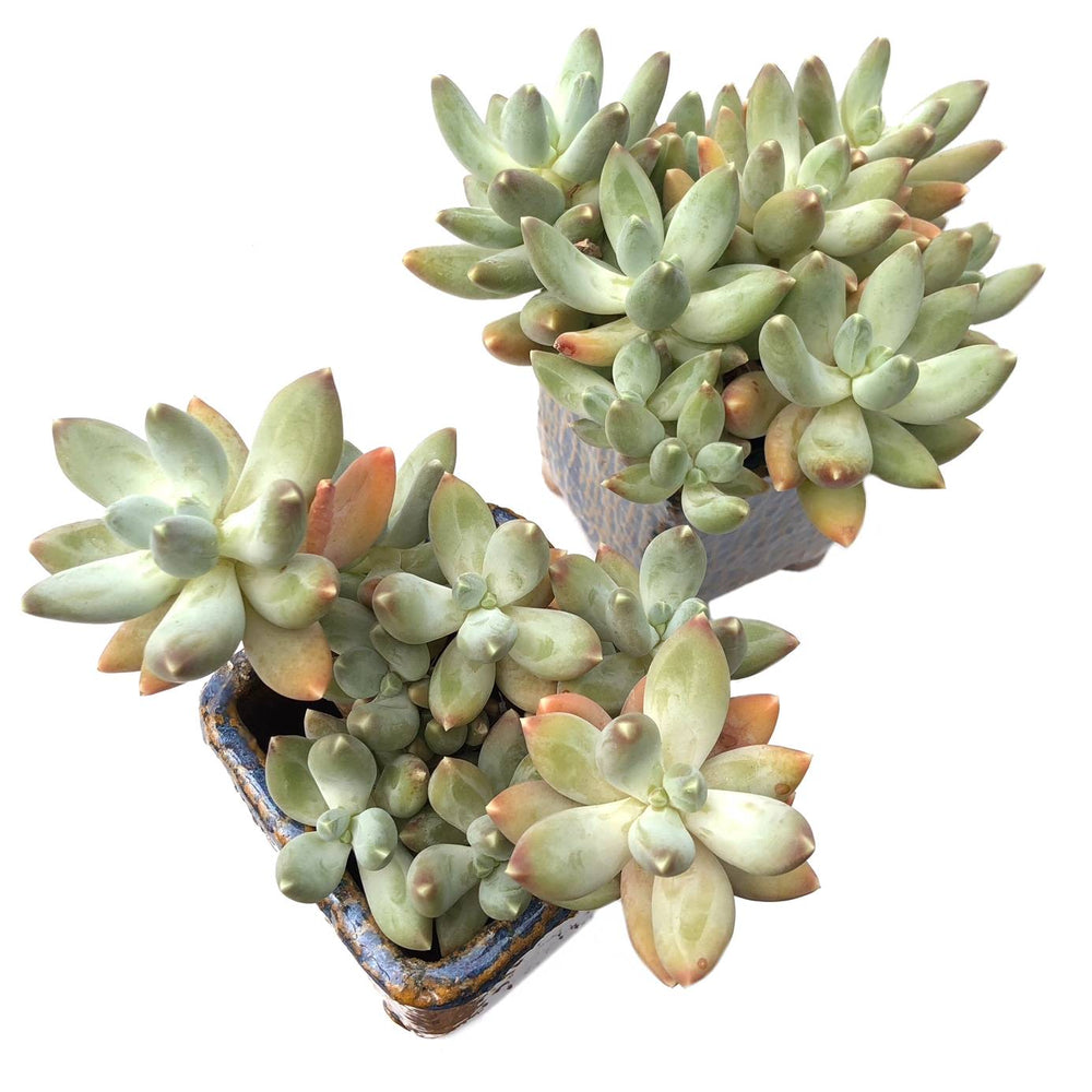 Pachyphytum var. Glaucum, (Random-ish)