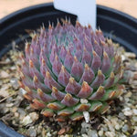 PRESALE Echeveria Sp, (Random)