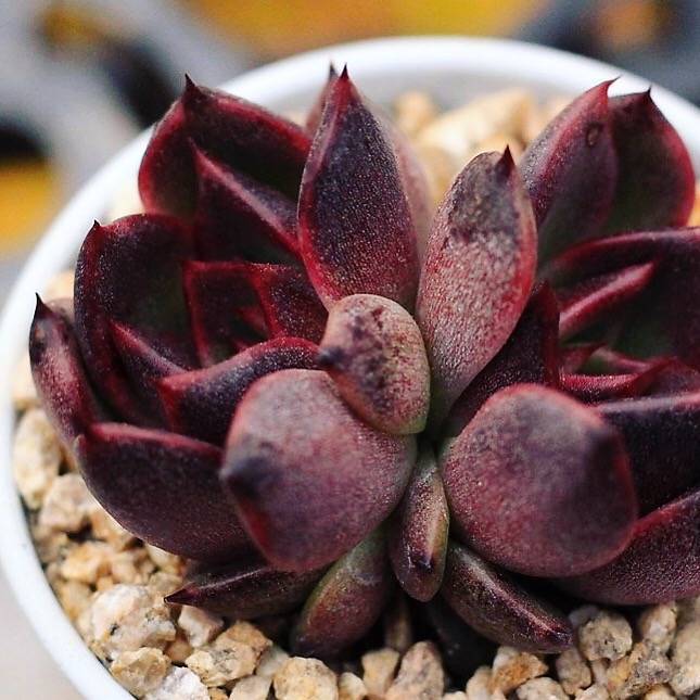 PRESALE Echeveria 'Black Rose,' Double