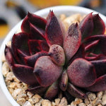 PRESALE Echeveria 'Black Rose,' Double