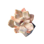 Pachyveria Pachyphytoides