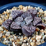 Haworthia Blue Diamond