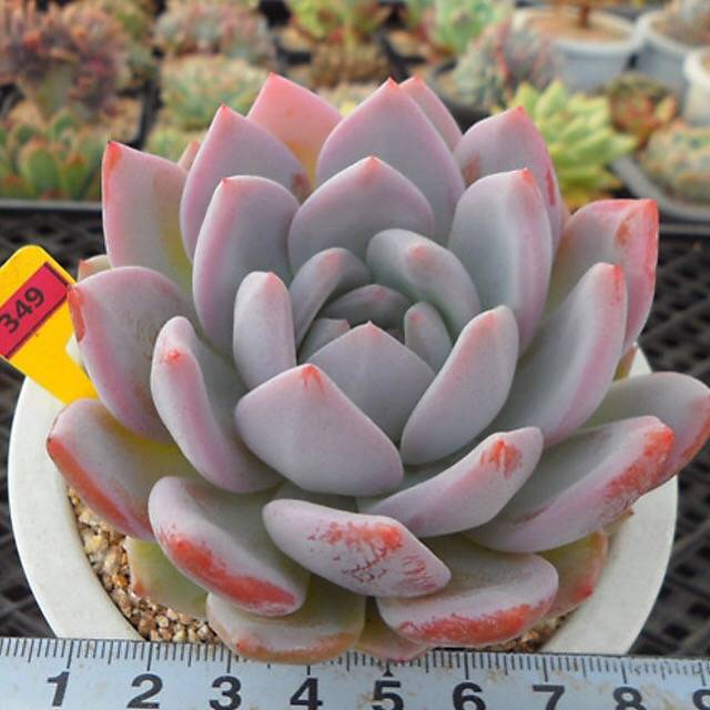 PRESALE Echeveria Hosikage, (Random)