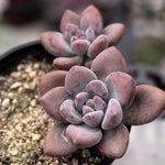 SPECIAL! JUST CART! Echeveria Opalina, (Hybrid?)- MUST USE COUPON CODE :)