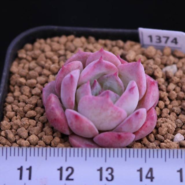 PRESALE Echeveria 'Lovely Bear,' (Random)