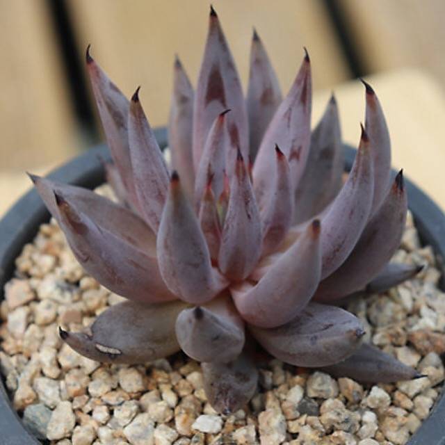 PRESALE Echeveria Unguiculata, (Random)