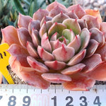Echeveria Taurus, (Not so Random)