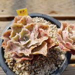 PRESALE Echeveria Peacockii Sp., (Not so Random)