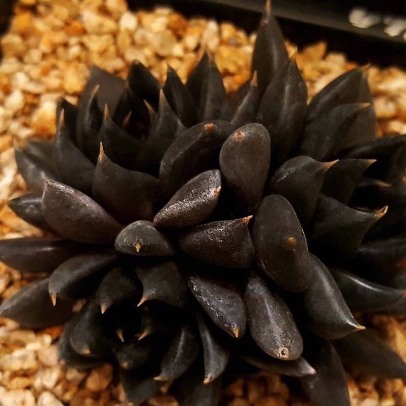 PRESALE Echeveria Black Knight, Triple, (Random)