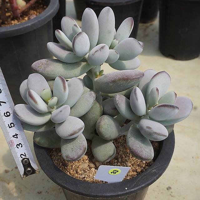 MOTHER'S DAY WEEKEND FLASH SALE! PRESALE Cotyledon Orbiculata cv Clusters, (Random)