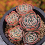 PRESALE Echeveria Atlantis Cluster