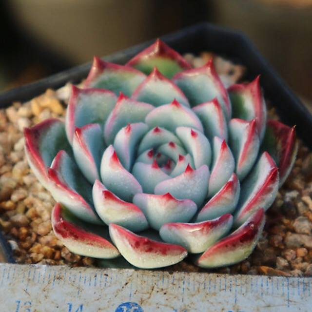 Echeveria Soulheart, (Random)