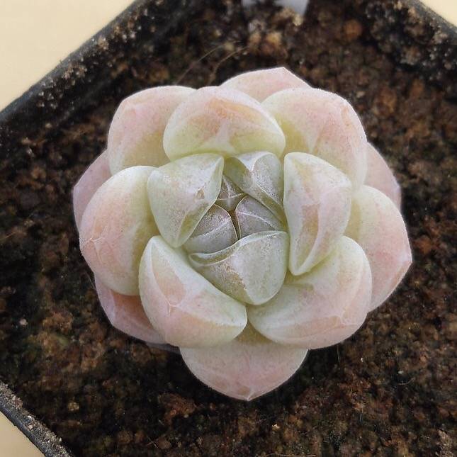 PRESALE Echeveria Ice Green, (Random)