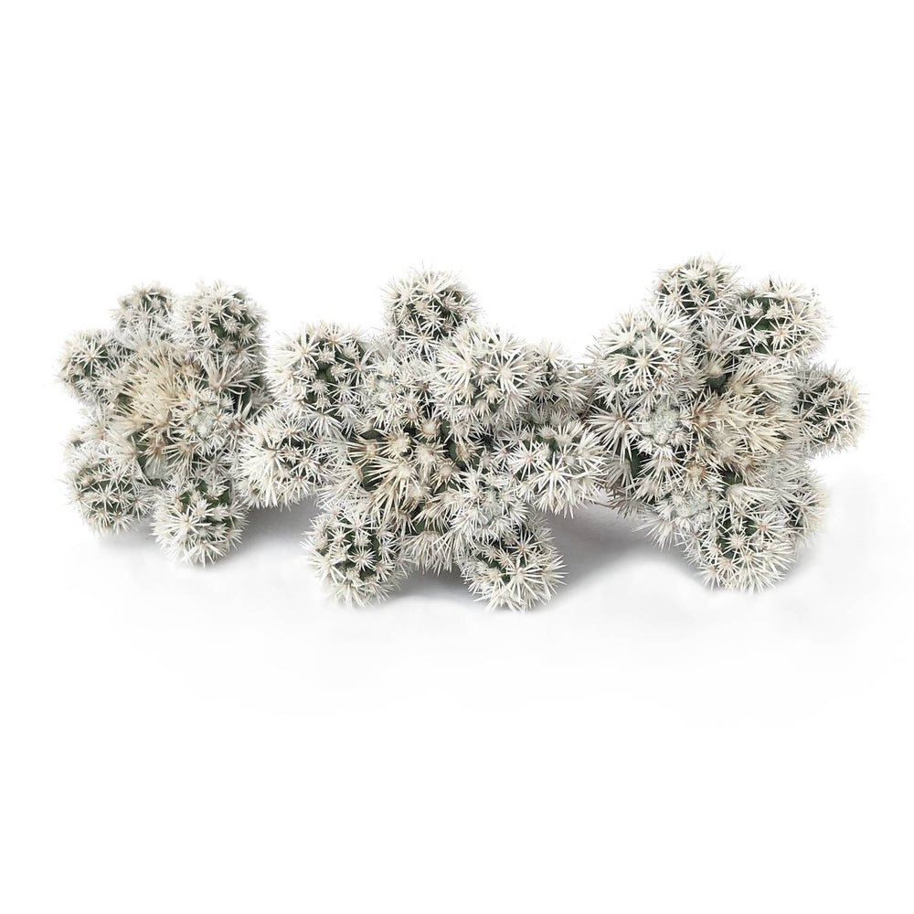 Mammillaria gracilis cv., 'Snowflake Cactus,' Random, (Video)