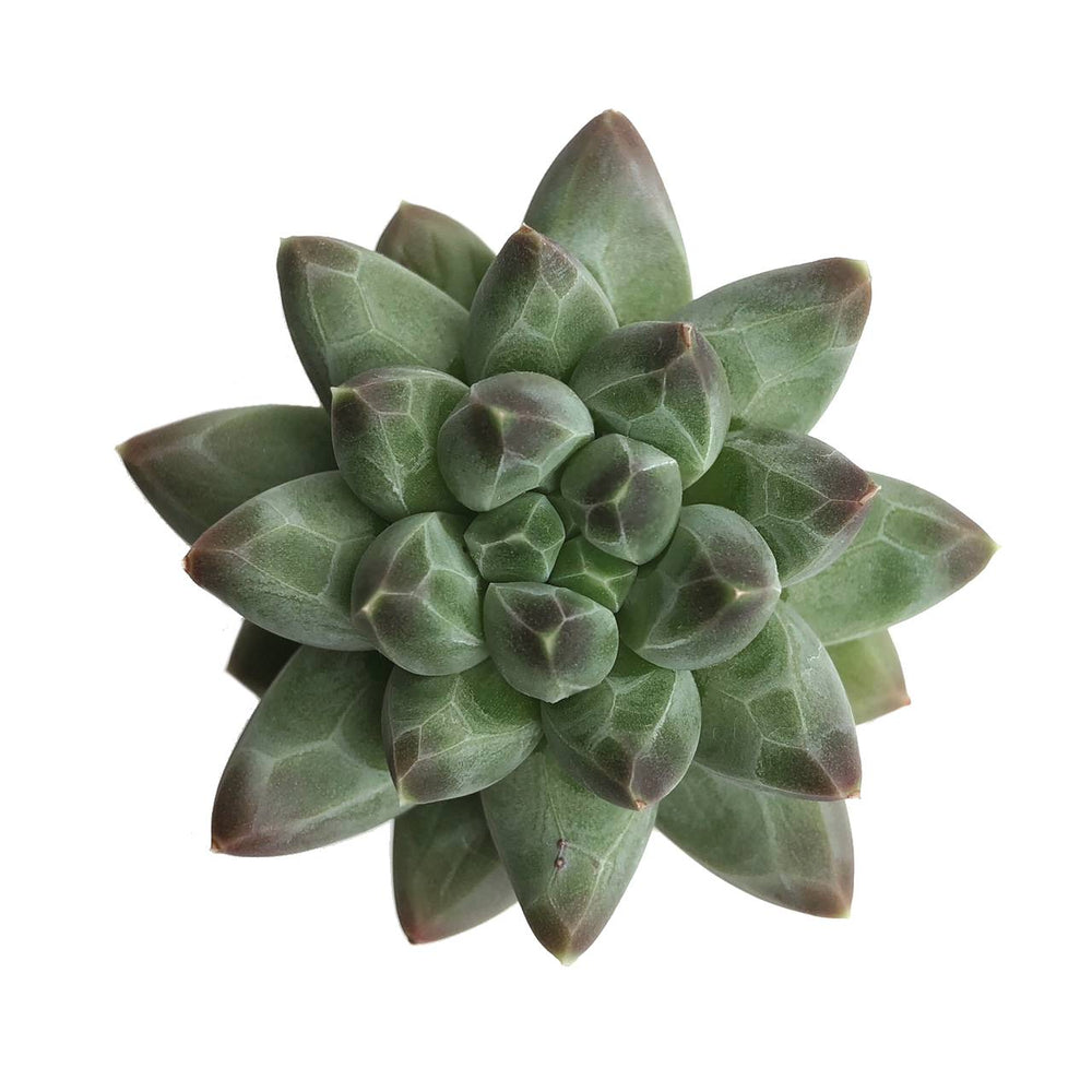 (RESERVED) Pachyphytum Dubai