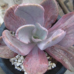 PRESALE Pachyveria Jocelyn's Joy, Variegata, (Random)