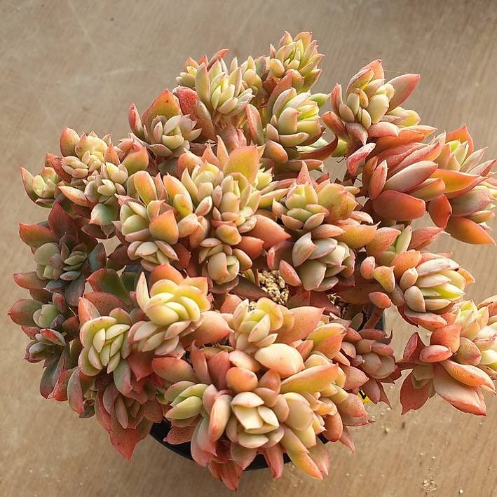 Echeveria Luella, Crested and Non-Crested Branchy Clusters, (Random)