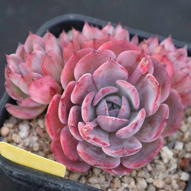PRESALE Echeveria Laurensis Cluster, (Not so Random)