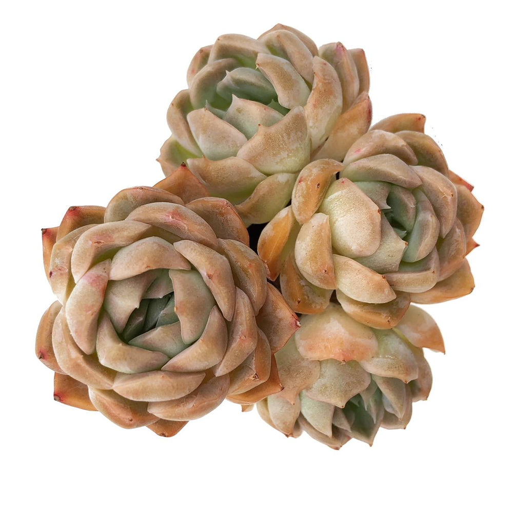 Echeveria Primera