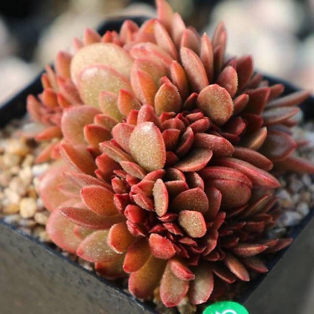 PRESALE Echeveria Ghidoric Iron, (Random)