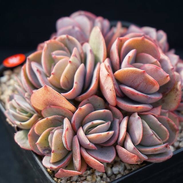 PRESALE Echeveria Suyon Cluster, (Random)