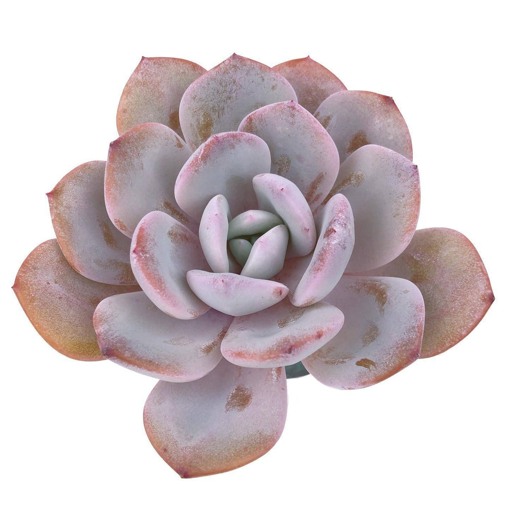 SPECIAL REQUEST- Echeveria Cream Tea