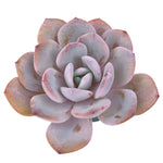 SPECIAL REQUEST- Echeveria Cream Tea